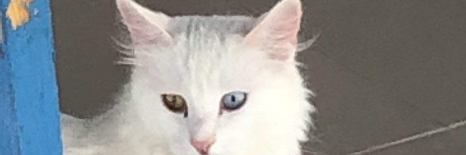 cet_aslan's profile banner image