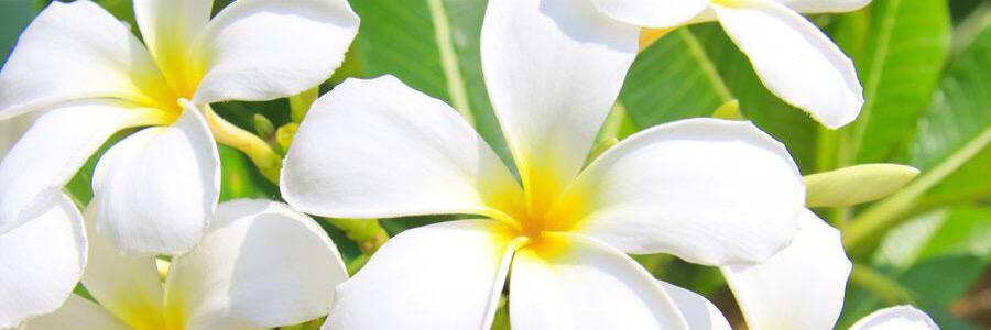 Chocolate9933's profile banner image