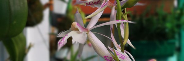 Tropical Orchids Portugal Profile Banner