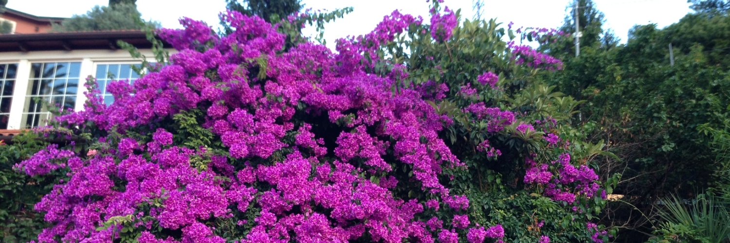 antonellacerchi's profile banner image