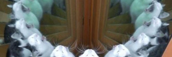 Da banner