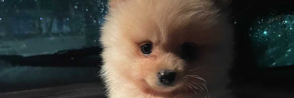 MarryAngelicaa's profile banner image
