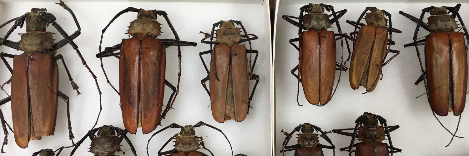 Florida State Collection of Arthropods banner