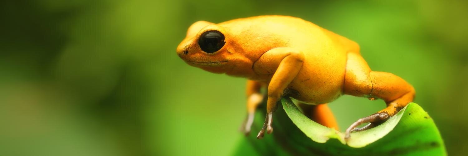 ReptiliciousNL's profile banner image