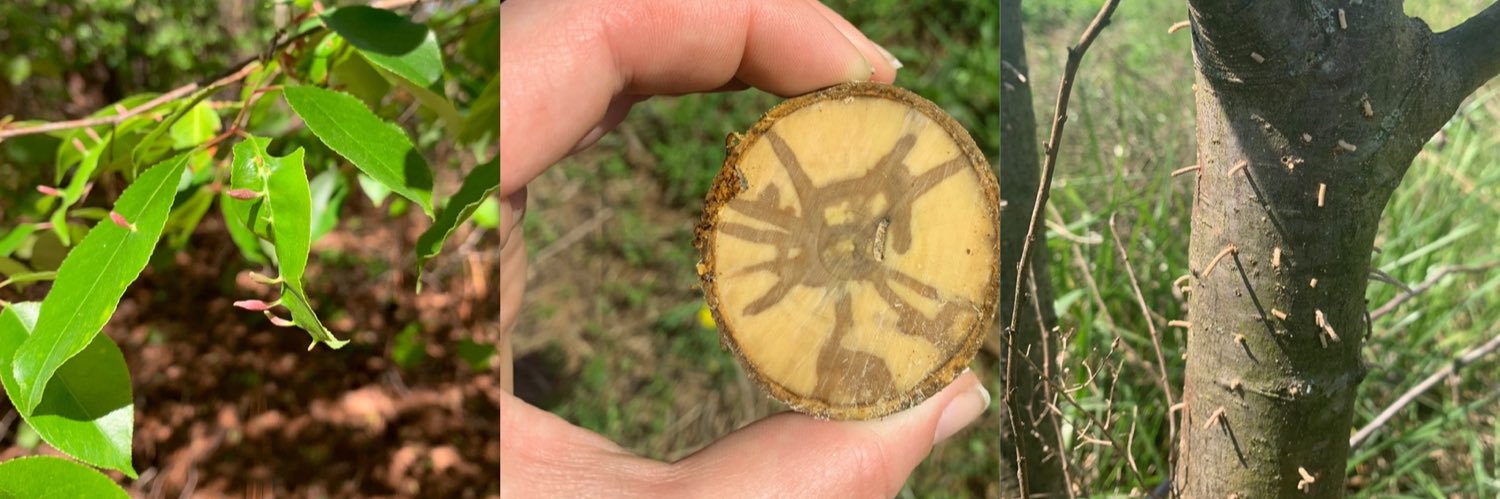 Dr. Molly Darr banner