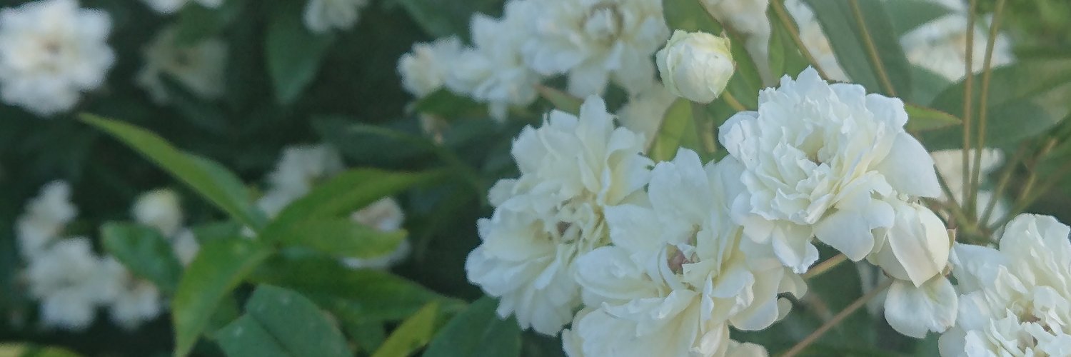 didhar's profile banner image