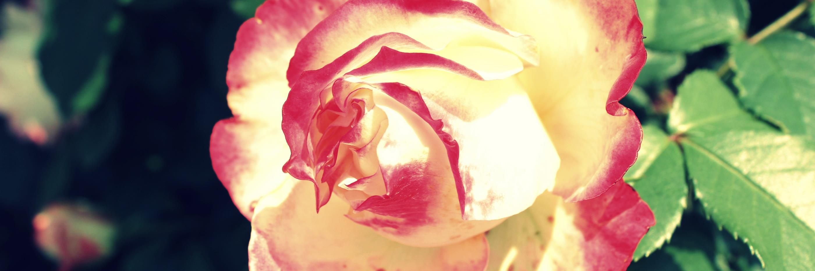 hase_na's profile banner image