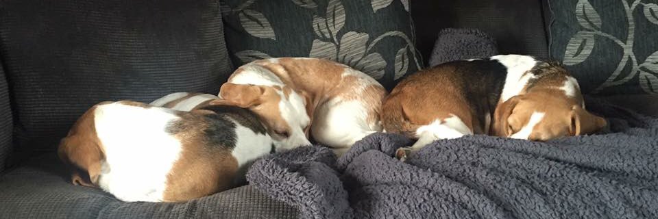 caaaarlac's profile banner image