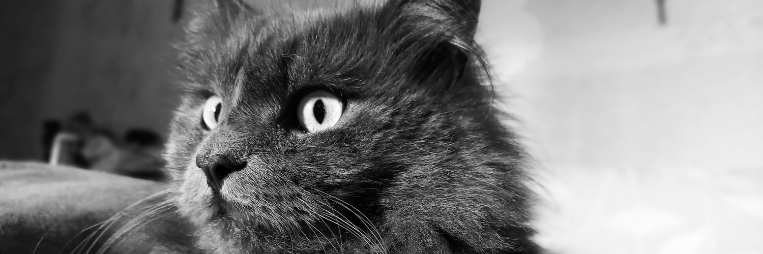 LounaSimon2's profile banner image