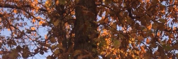 boistory Profile Banner