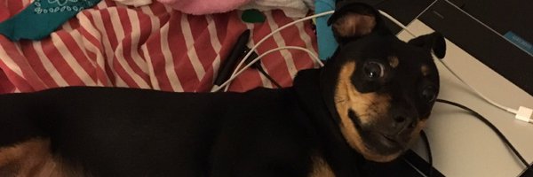 Lyonialucida Profile Banner