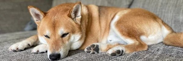 J_The_Shibe's profile banner image