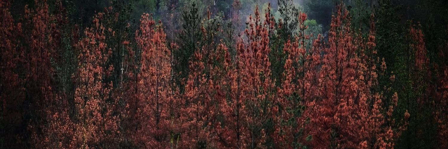 PathoPizarro's profile banner image