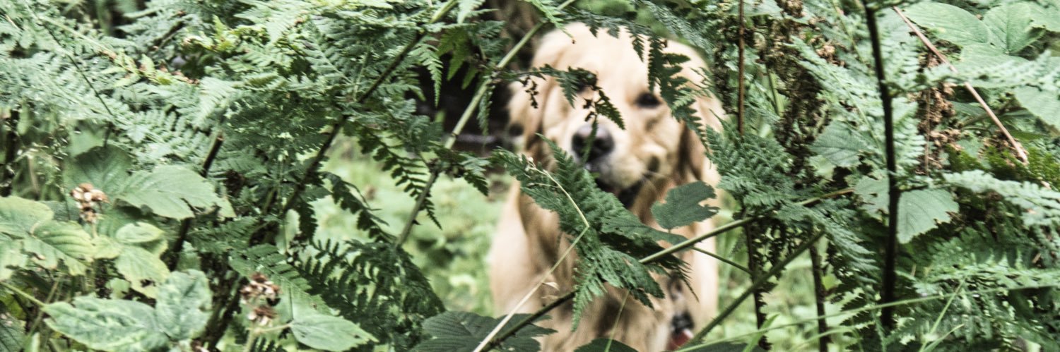 steve d.o jones banner