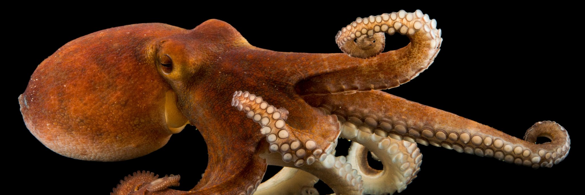 Gulf Specimen Marine Lab & Aquarium banner