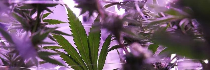 Boston Globe Marijuana banner