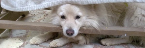 GrumbleBee_ Profile Banner