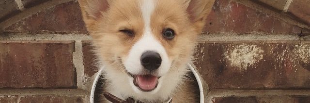 Laurukins5's profile banner image
