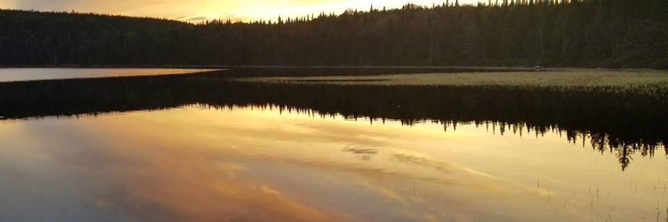 bear_paws6's profile banner image
