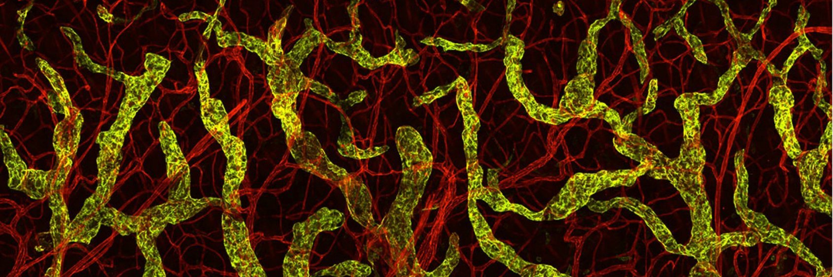 vascular development lab's banner