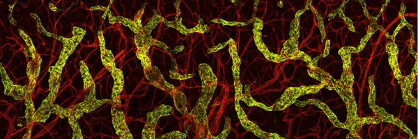 makinenlab Profile Banner