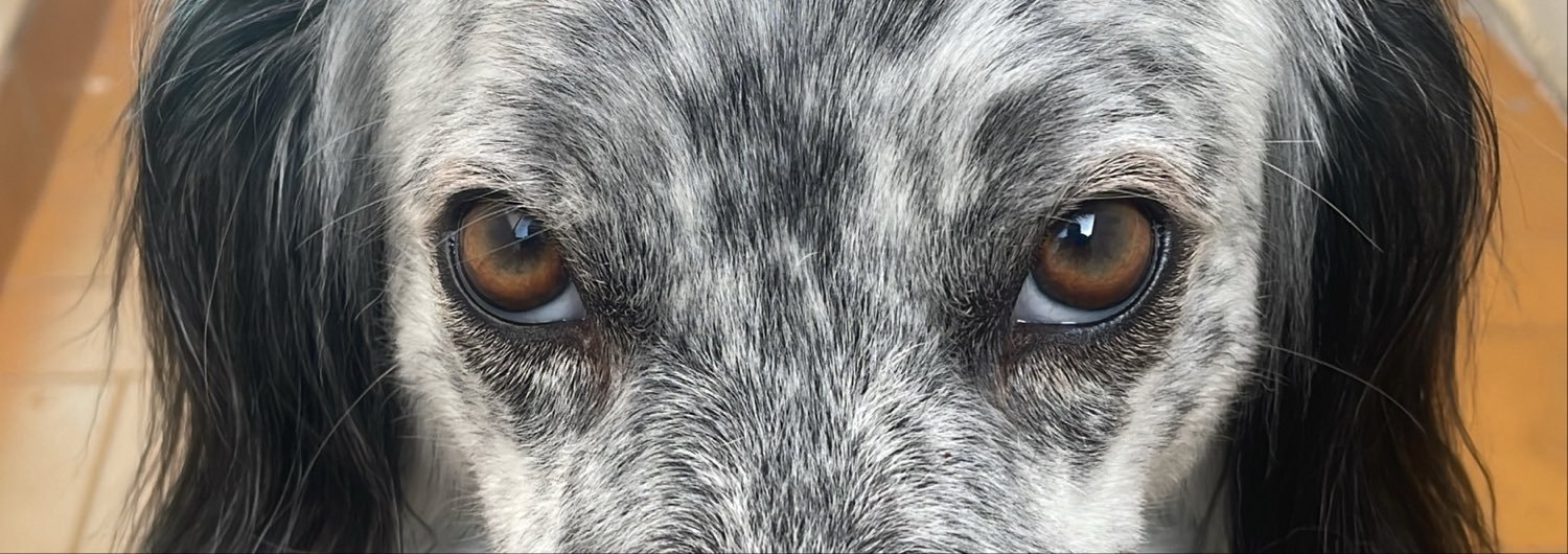 avoani's profile banner image