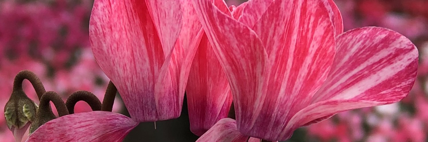 Peter van de Pol banner