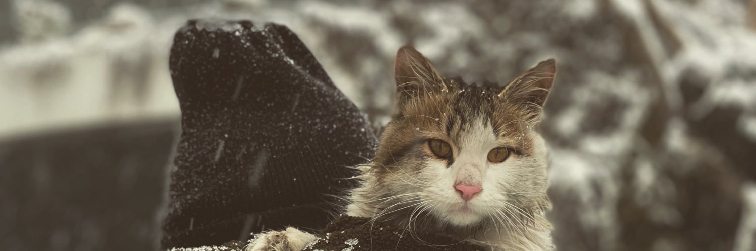 Hokm_'s profile banner image