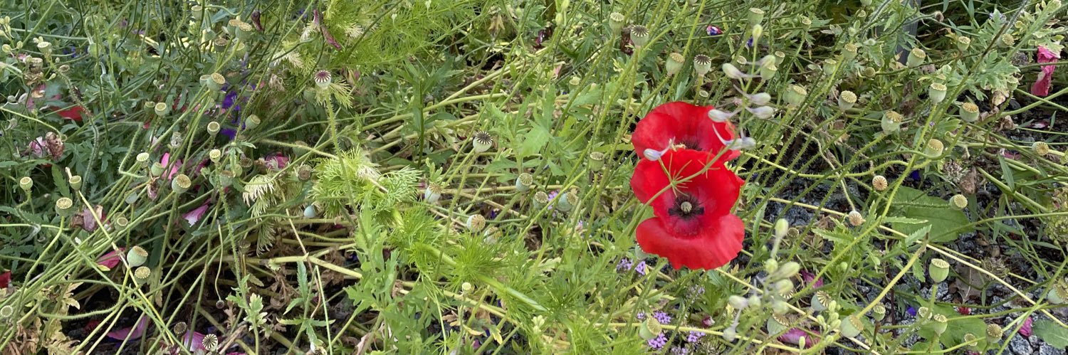 cameliaflower5's profile banner image