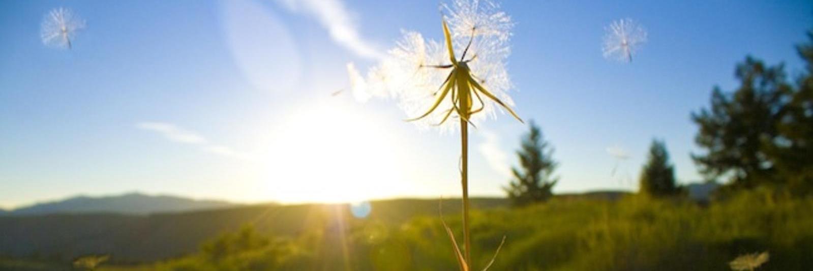 Jesus Tortolero banner
