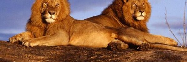 a_alibrandi Profile Banner