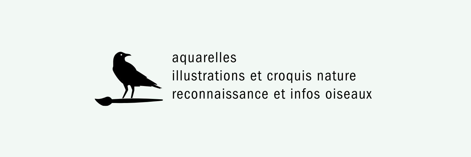 Laurane - illustrations nature 🎨 banner