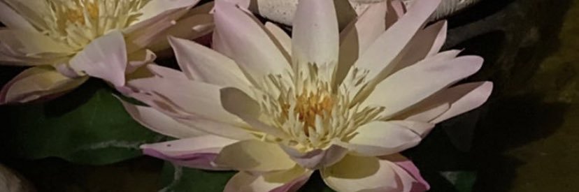 Aa_xqq's profile banner image