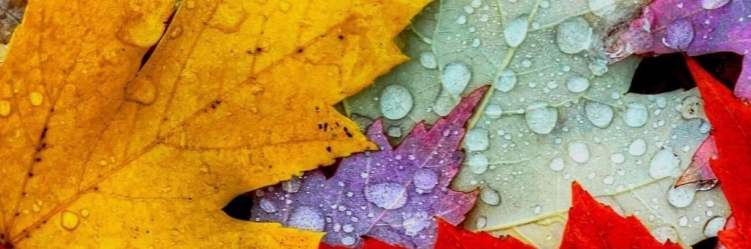stacysans's profile banner image