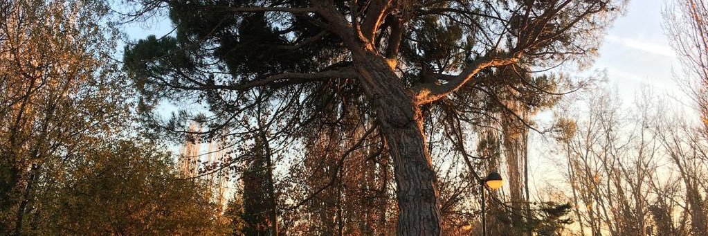 Liz Martin banner