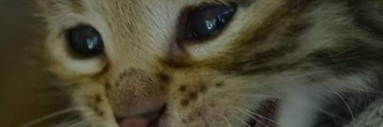 liafriggi's profile banner image