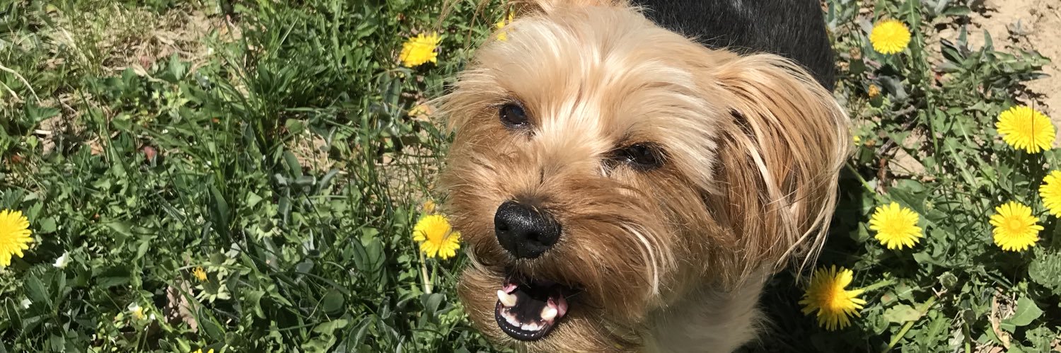 MackenzieMatch's profile banner image