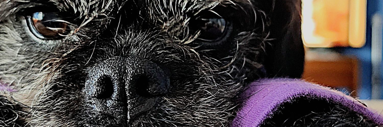 FabiolaFloresH's profile banner image