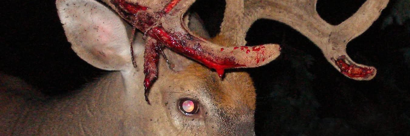 Blair McCutcheon banner