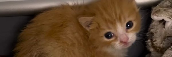 Espeonage_1 Profile Banner