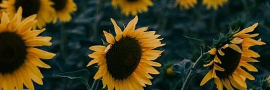 Polyane29454417's profile banner image