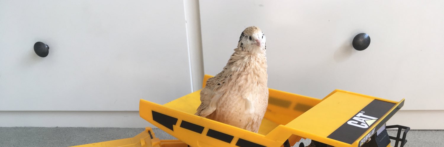 SmolQuails's profile banner image