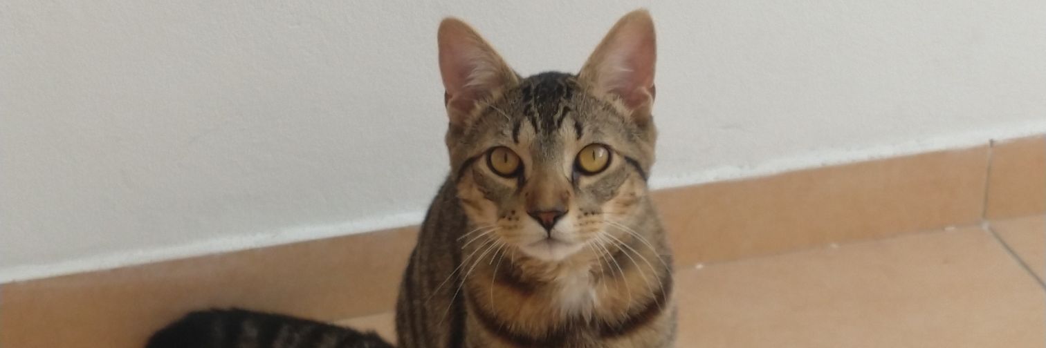 micamanzelli's profile banner image