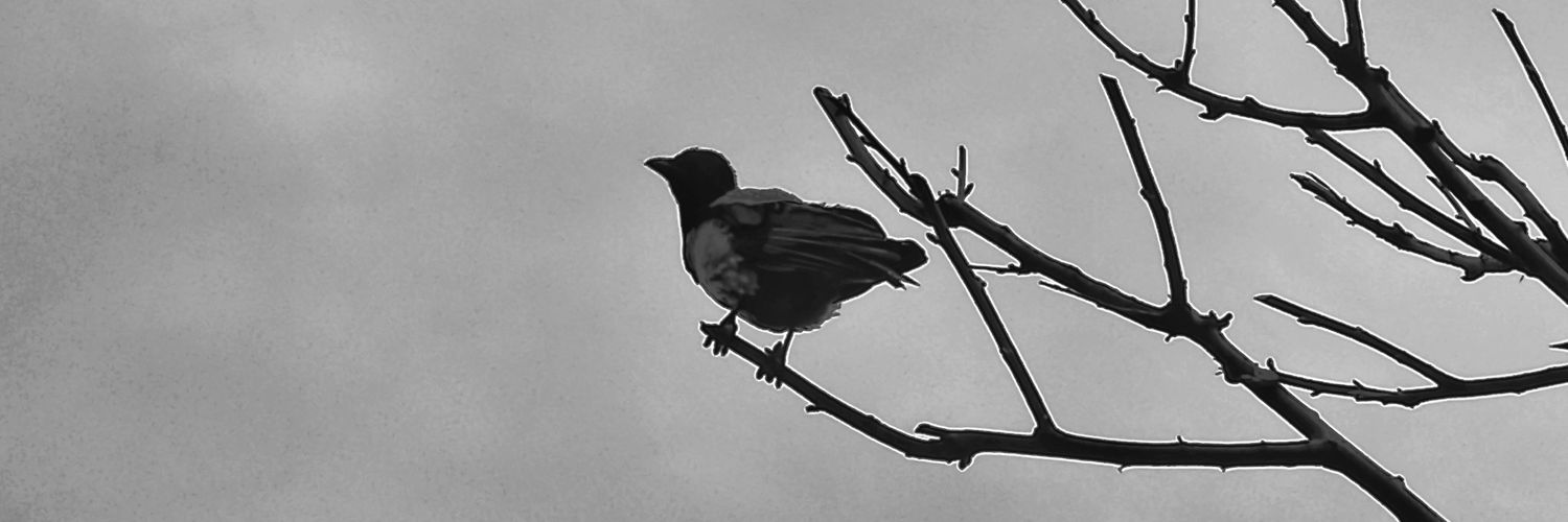 🫎RAVEN.Art 🍊,💊 , 🌶️ banner