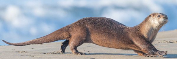 shyjettt Profile Banner