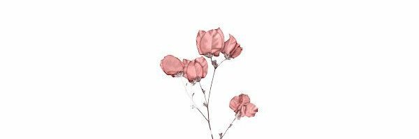 Franccesca_R's profile banner image