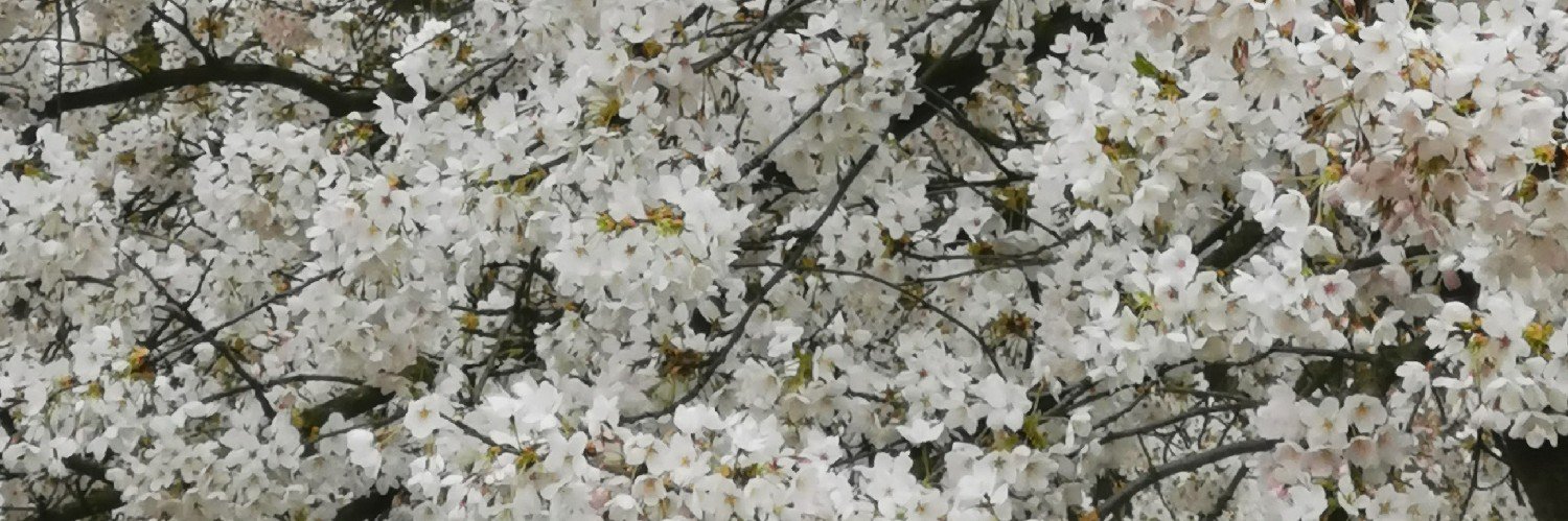 Kikinomini's profile banner image