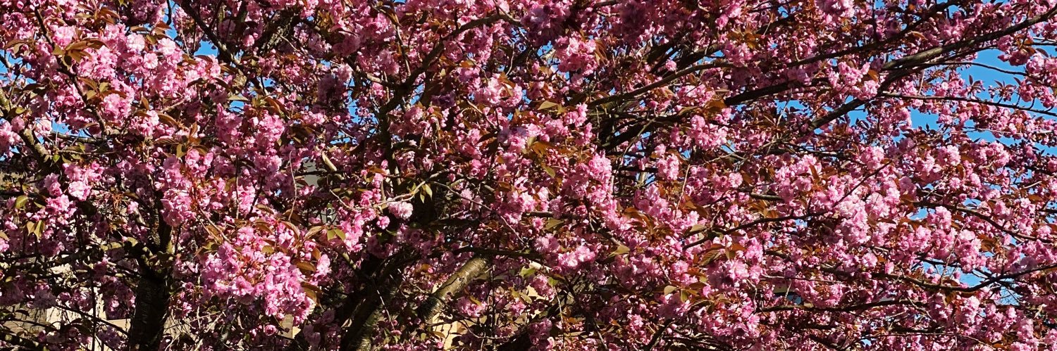 Bella Merritt banner