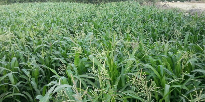 علي آل فايز banner