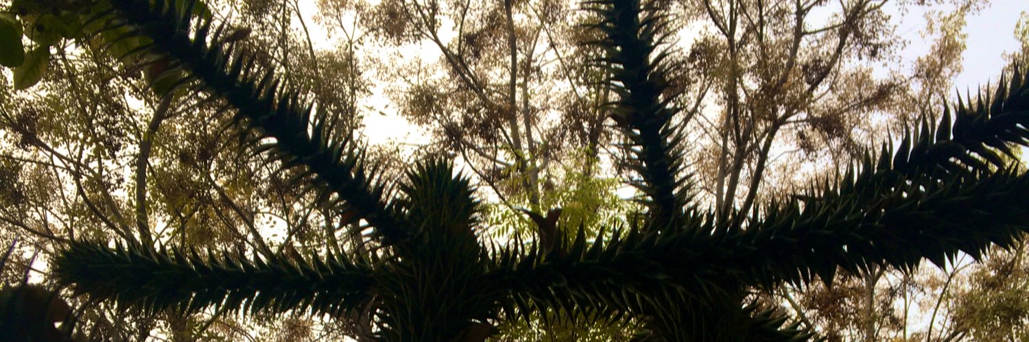 Paaus's profile banner image